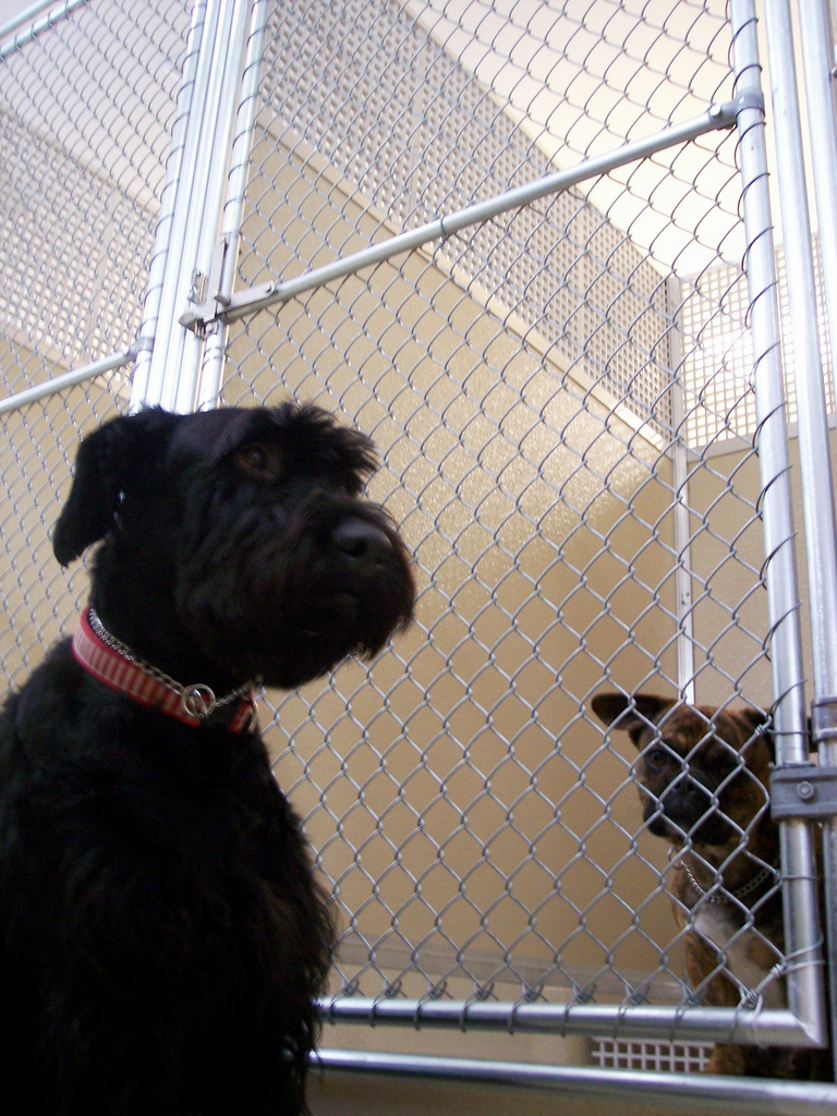 Dog kennel Mason
