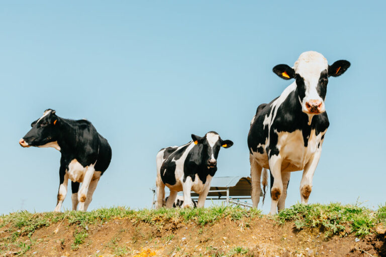 Agribusiness Loans