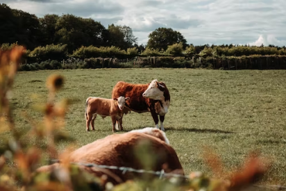 Livestock Finance